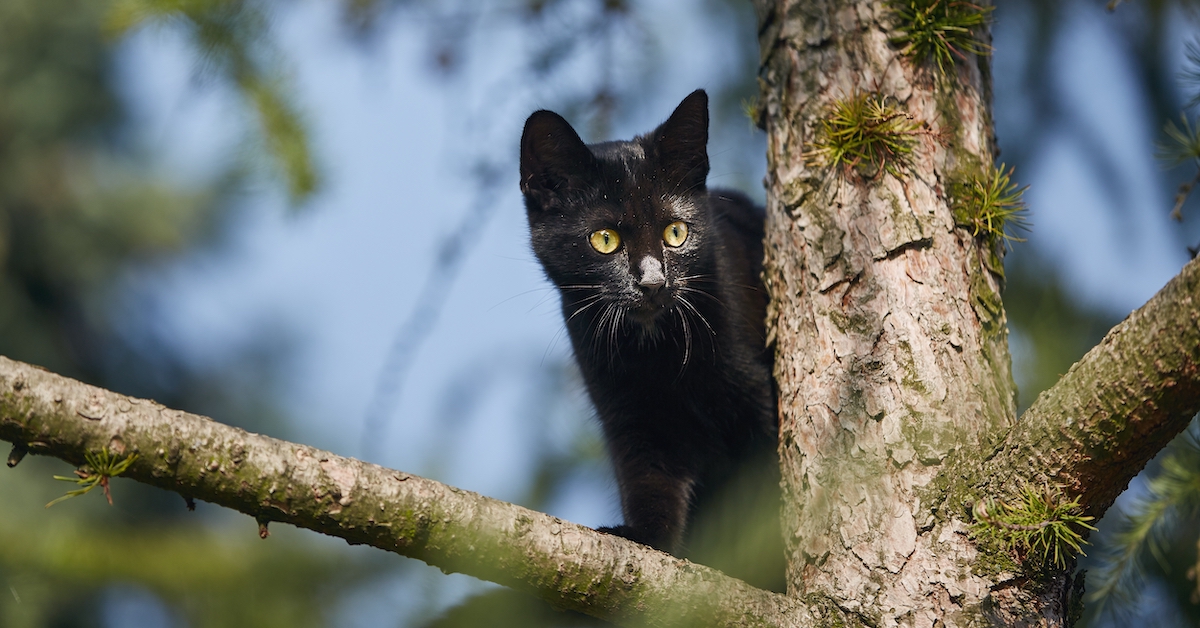 Why Do Cats Like Heights?